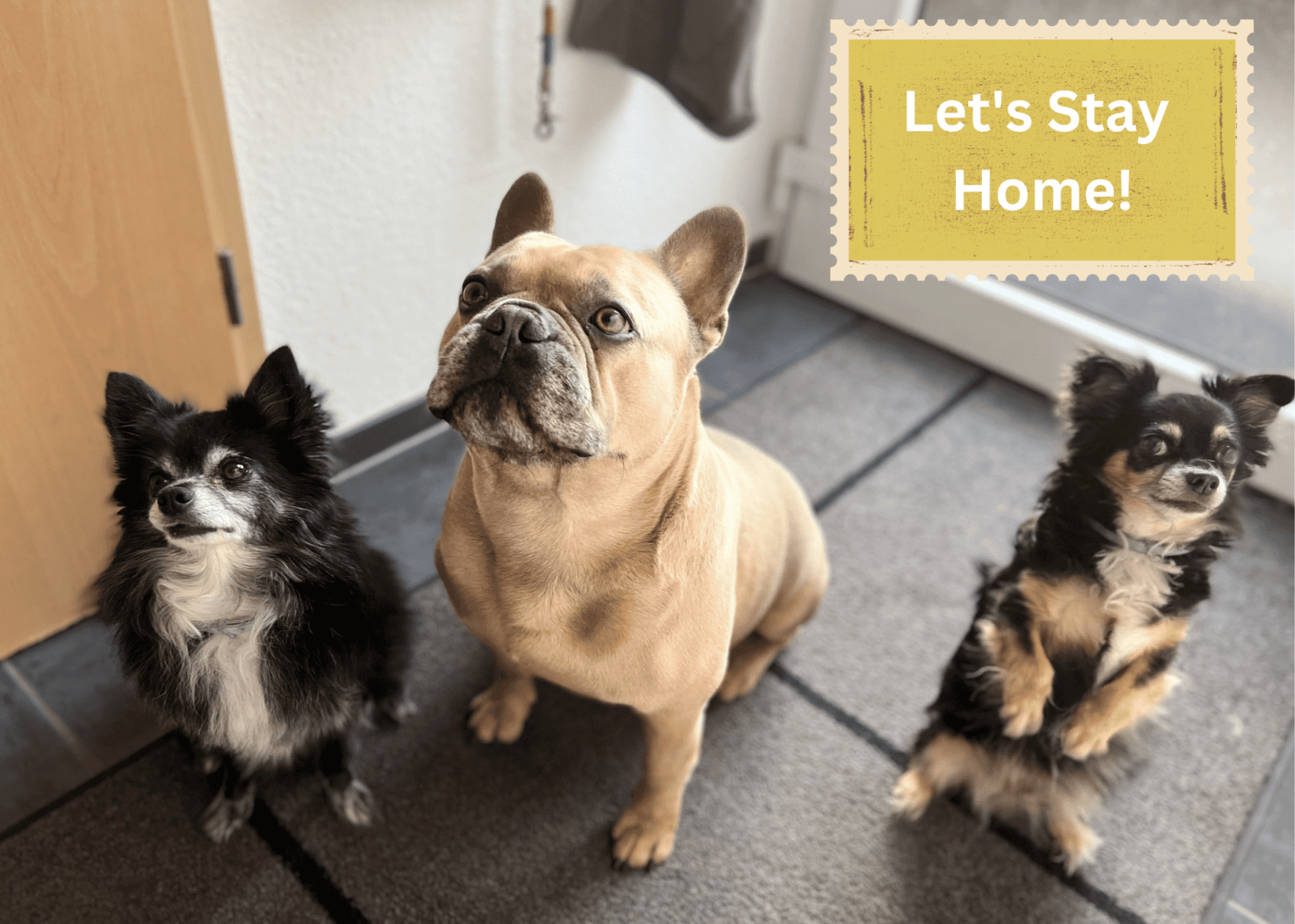 8 Best Overnight Pet Sitting Services 2023 Downward Paws