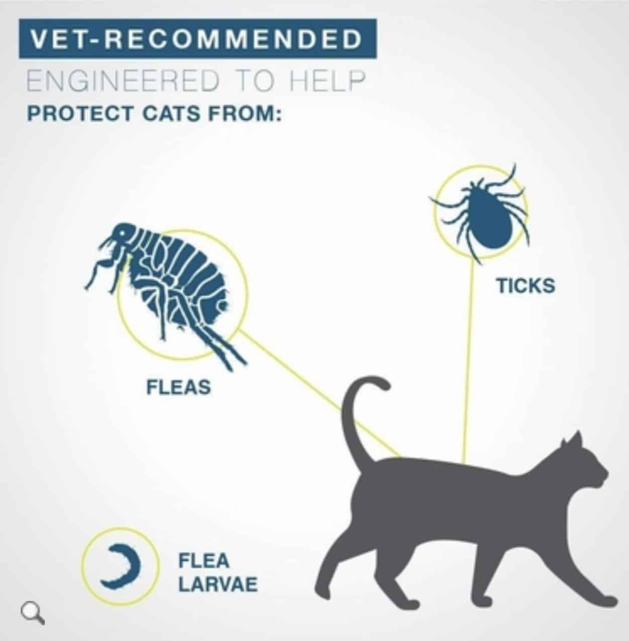 Seresto cat image vet