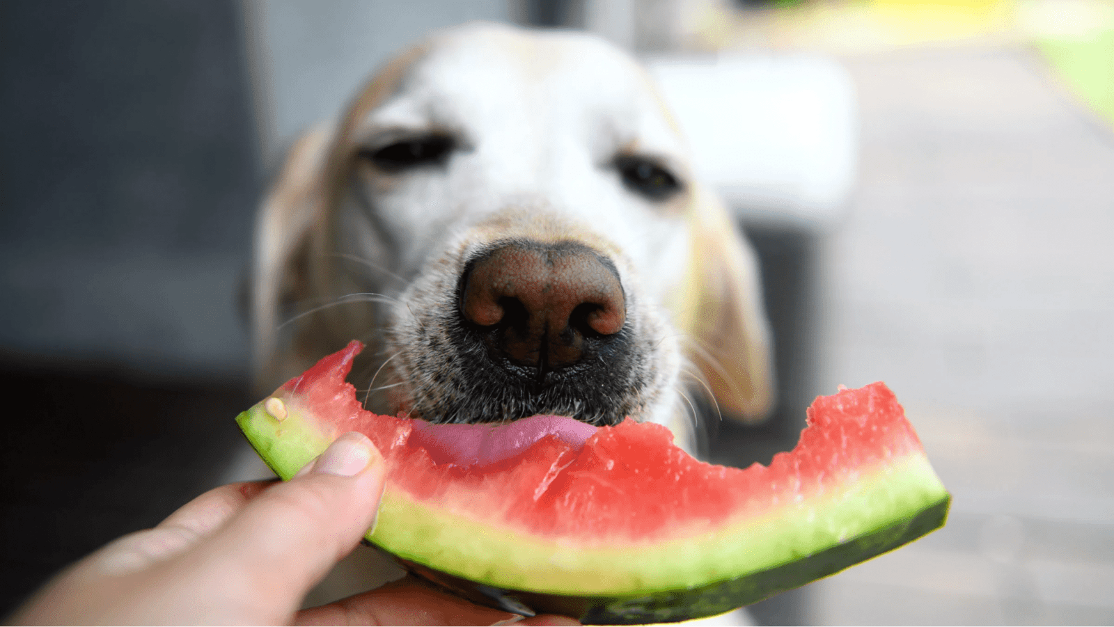 Dog eating slice of watermelon