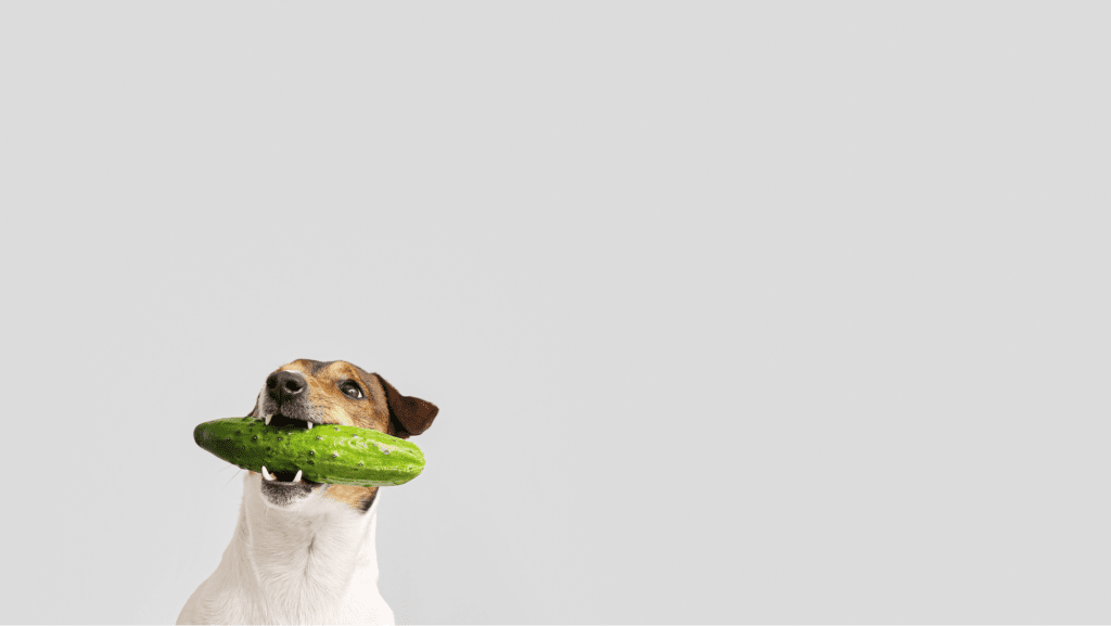 Jack russell terrier with cucumber in mouth