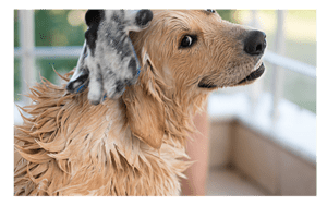 Shampoos | Conditioners | Wipes