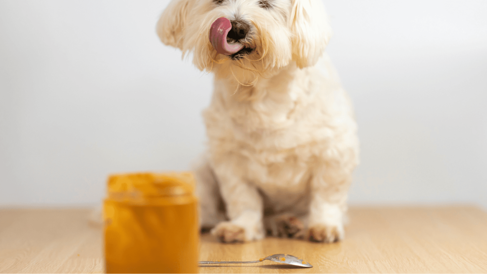 white dog licking peanut butter from lips