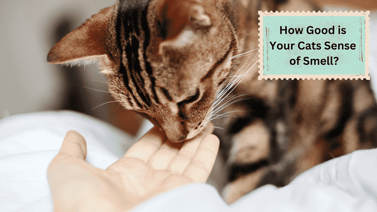 Black and brown cat smelling human hand