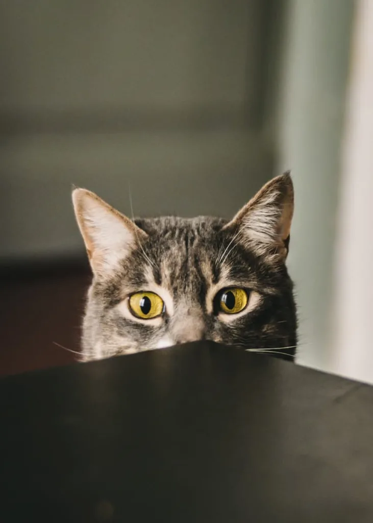 tabby cat looking over table selective focus photography of gray cat peeking at the table