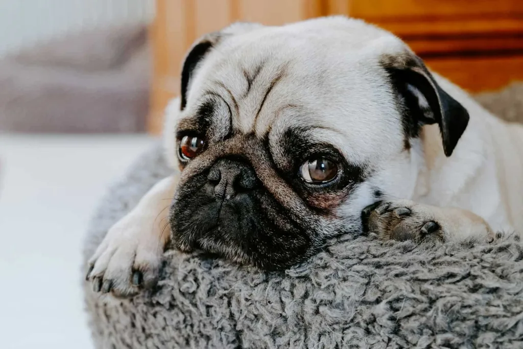 pug eyes up close adult fawn dog on gray pet bed
