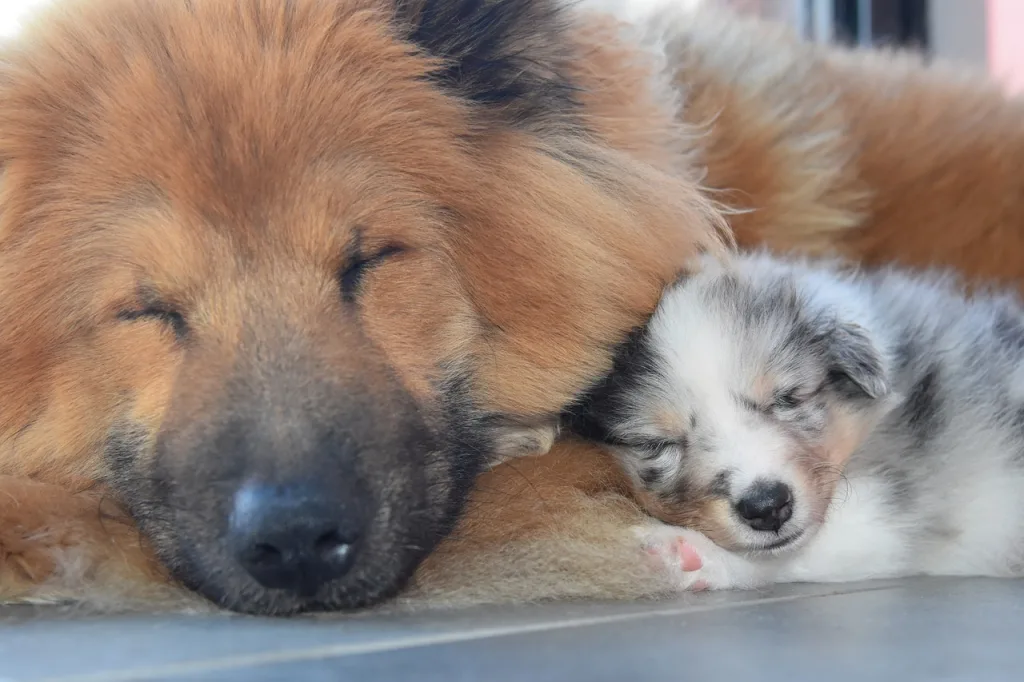 dog and puppy sleeping together 