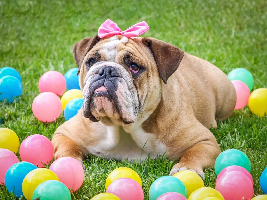 bulldog with pink ribbon