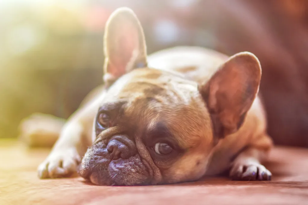 French bulldog sleeping