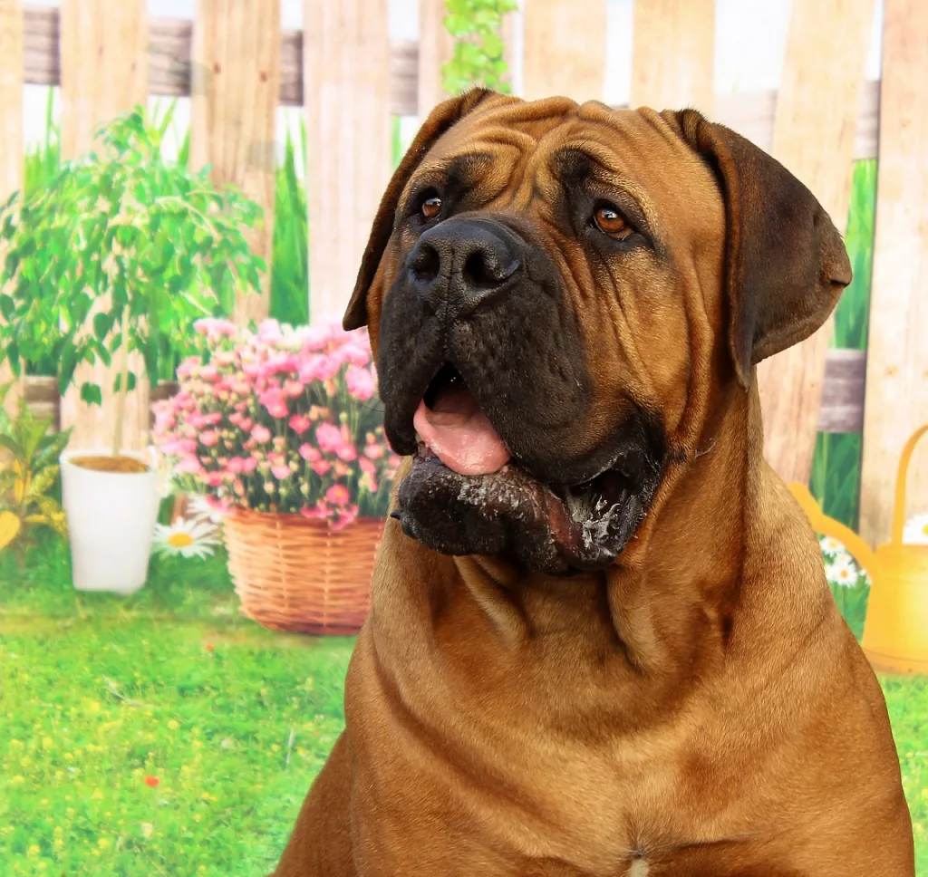 Mastiff sitting in yard