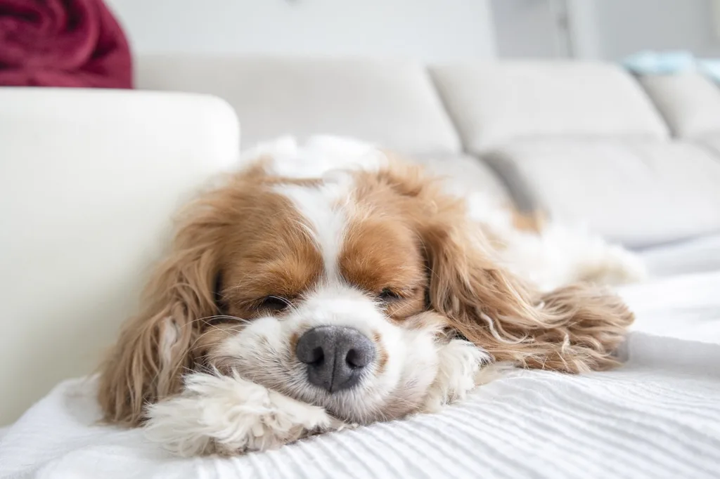 cavalier king charles spaniel sleeping