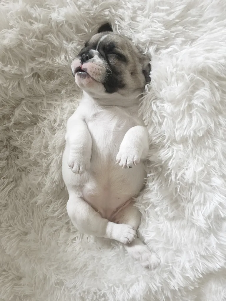 puppy sleeping upside down 
