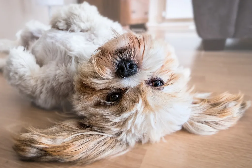 terrier laying. upside down