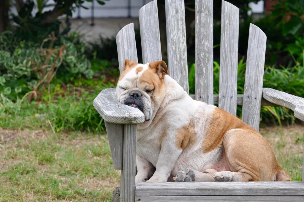 Bulldog sleeping on arm of chair outside