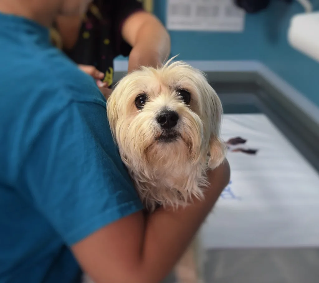 dog at veterinary