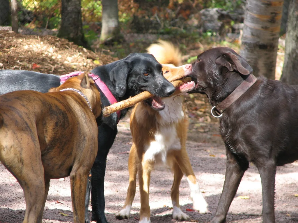 3 dogs playing with a stick