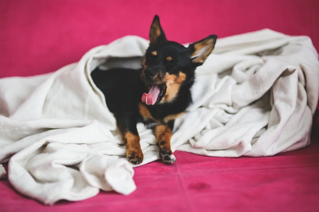 small dog sleeping in pink blanket