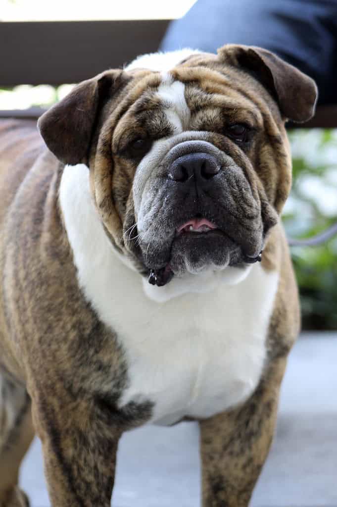 bulldog, happy dog, dog training-5237072.jpg