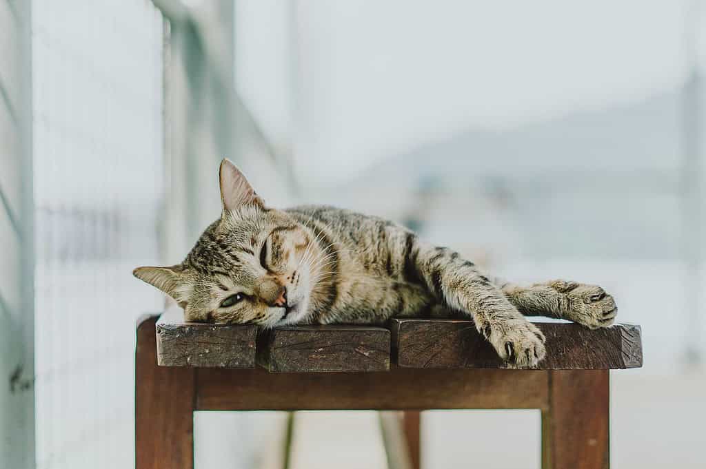 cat-animal-pet-7271017 cat, animal, pet-7271017.jpg