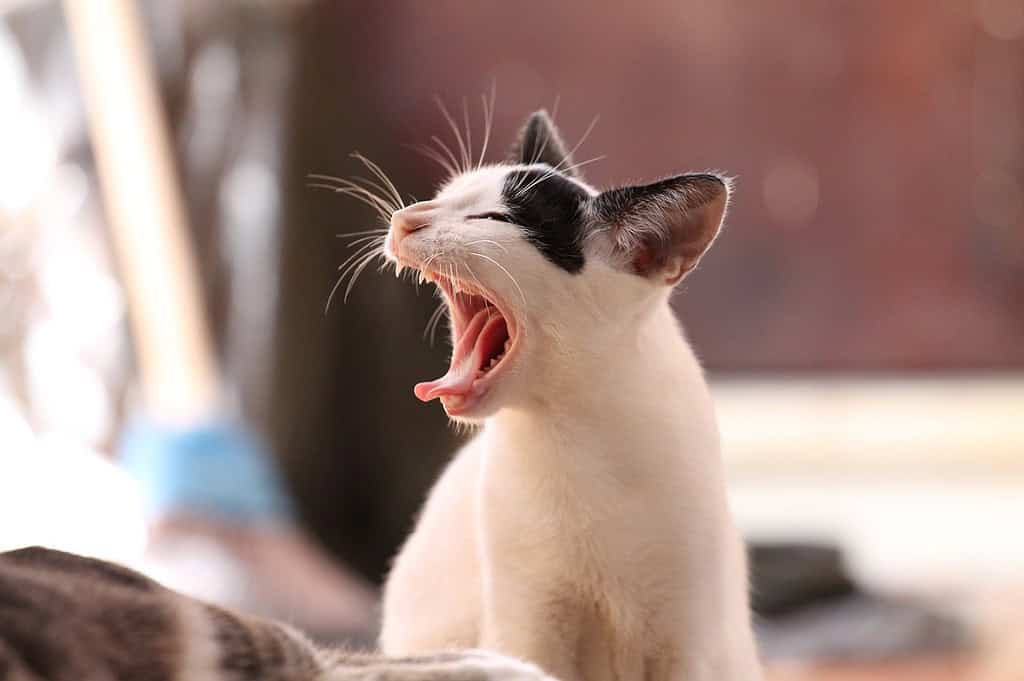 cat-pet-yawning-339400 cat, pet, yawning-339400.jpg
