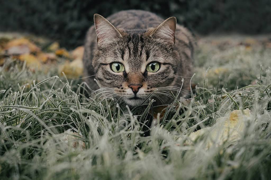 cat-tabby-field-5778777 cat, tabby, field-5778777.jpg