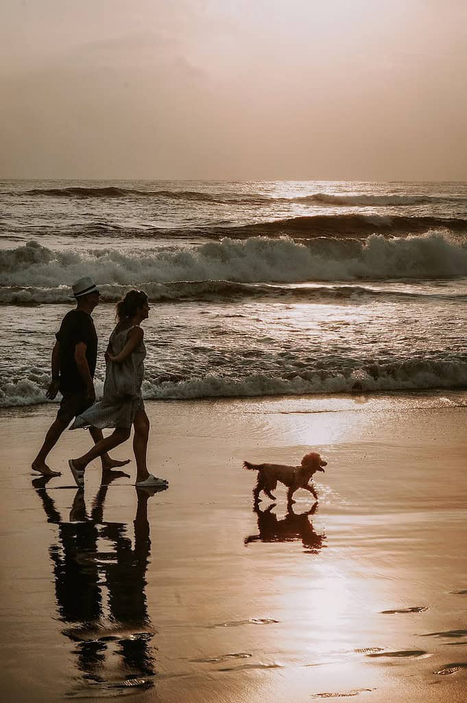couple, dog, walk-3960623.jpg