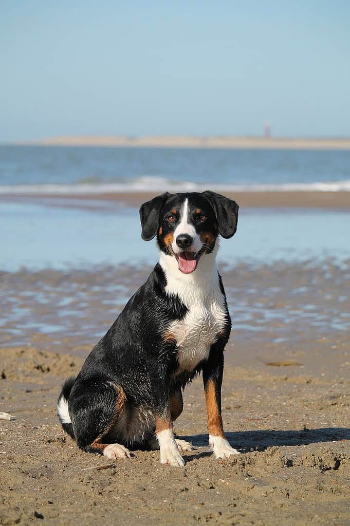 dog, beach, sea-7956828.jpg