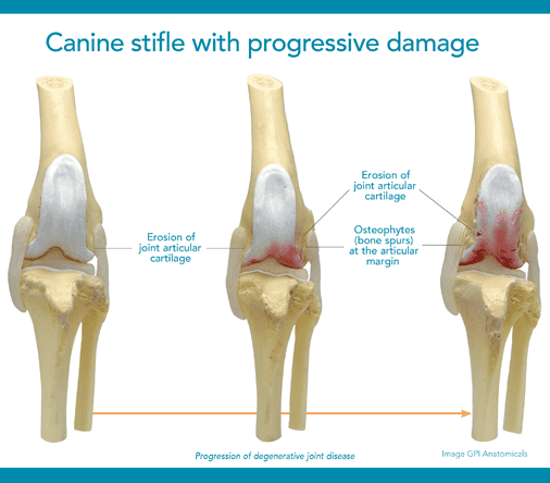 illustration of a dog joint with damage