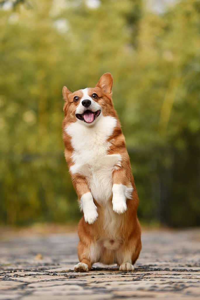 dog, pet, corgi-3389729.jpg