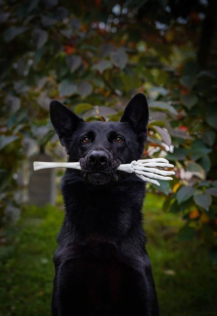 halloween, german shepherd, backyard-7553022.jpg