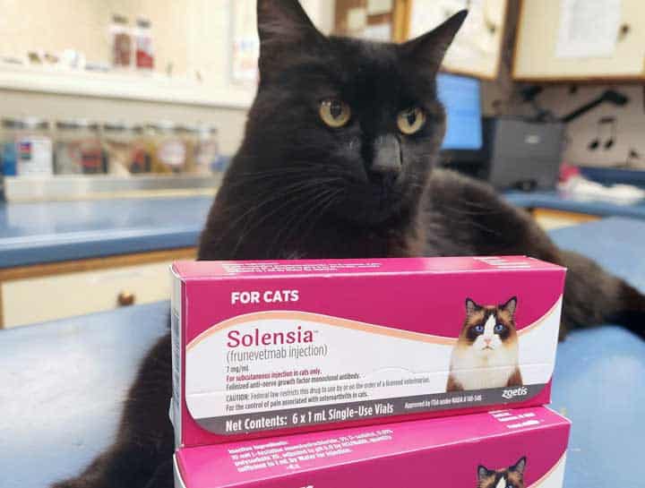 Cat with Solensia Black cat with pink box of solensia