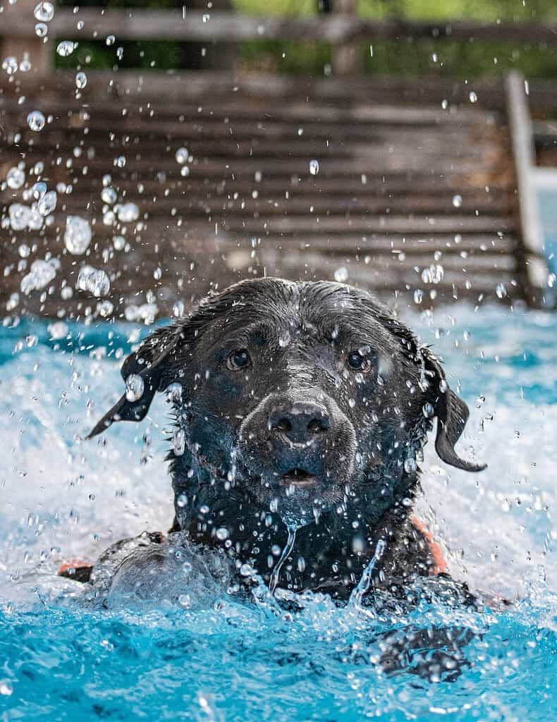 pool, dog, leap-4652838.jpg