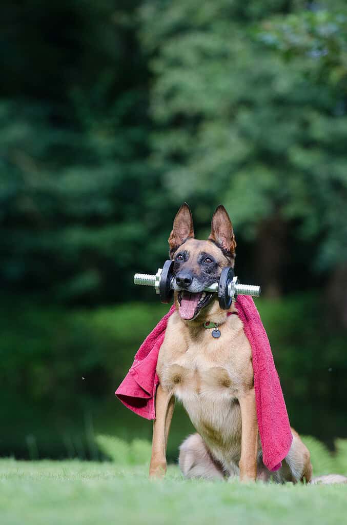 trick, dog trick, malinois-672629.jpg